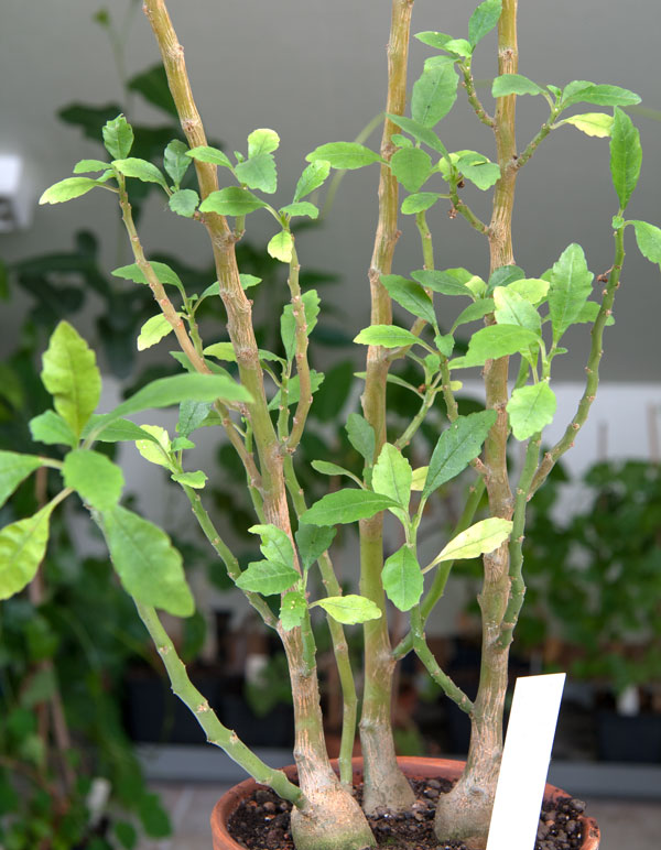 Dorstenia hildebrandtii - 3 st orotade kp hos Plantanica webbutik