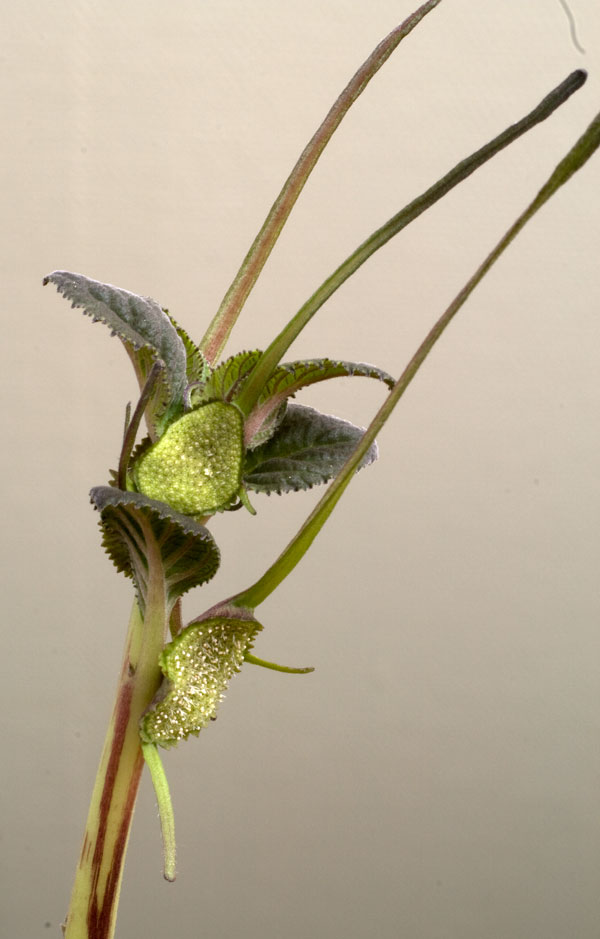 Dorstenia psilurus - liten knöl köp hos Plantanica webbutik