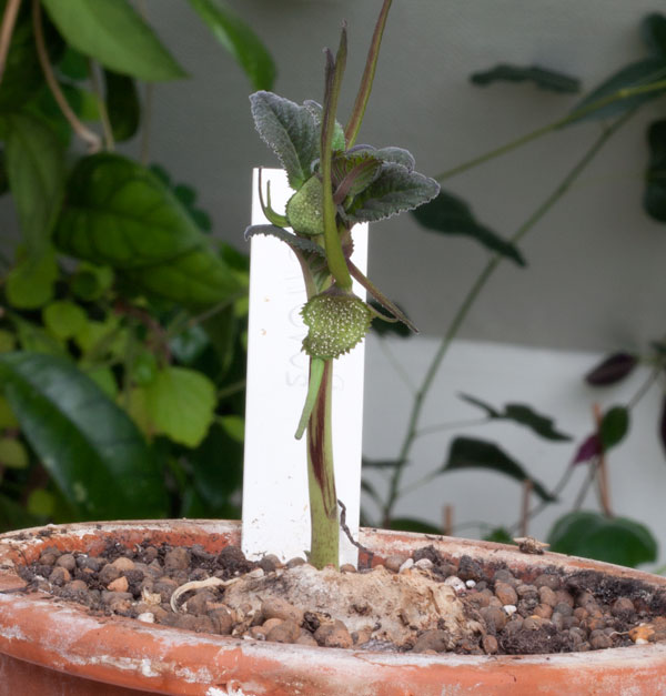 Dorstenia psilurus - liten knöl köp hos Plantanica webbutik