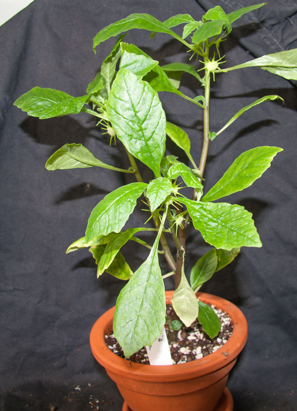 Dorstenia zanzibarica - 3 st orotade kp hos Plantanica webbutik
