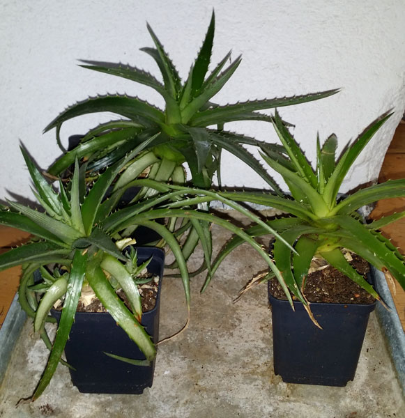 Dyckia brevifolia - planta kp hos Plantanica webbutik