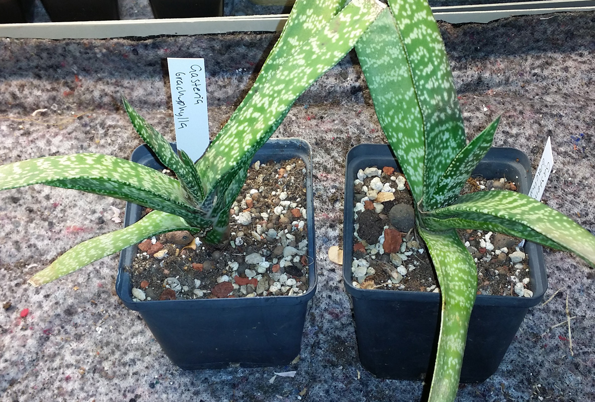 Gasteria brachyphylla - planta kp hos Plantanica webbutik