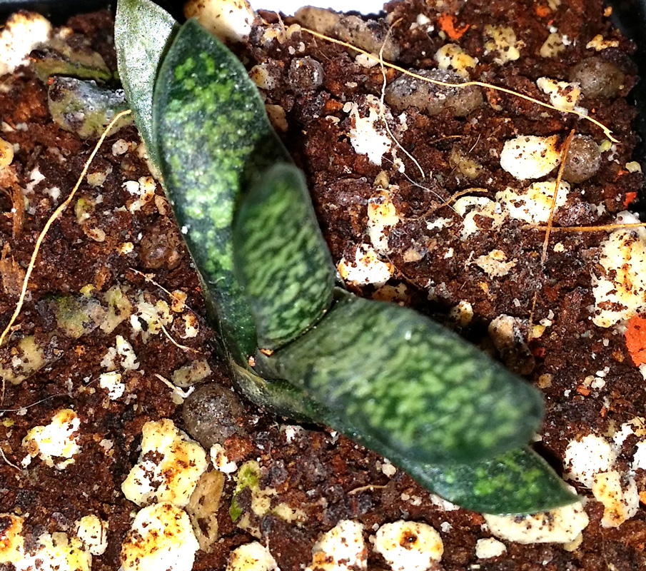 Gasteria liliputana - liten planta kp hos Plantanica webbutik