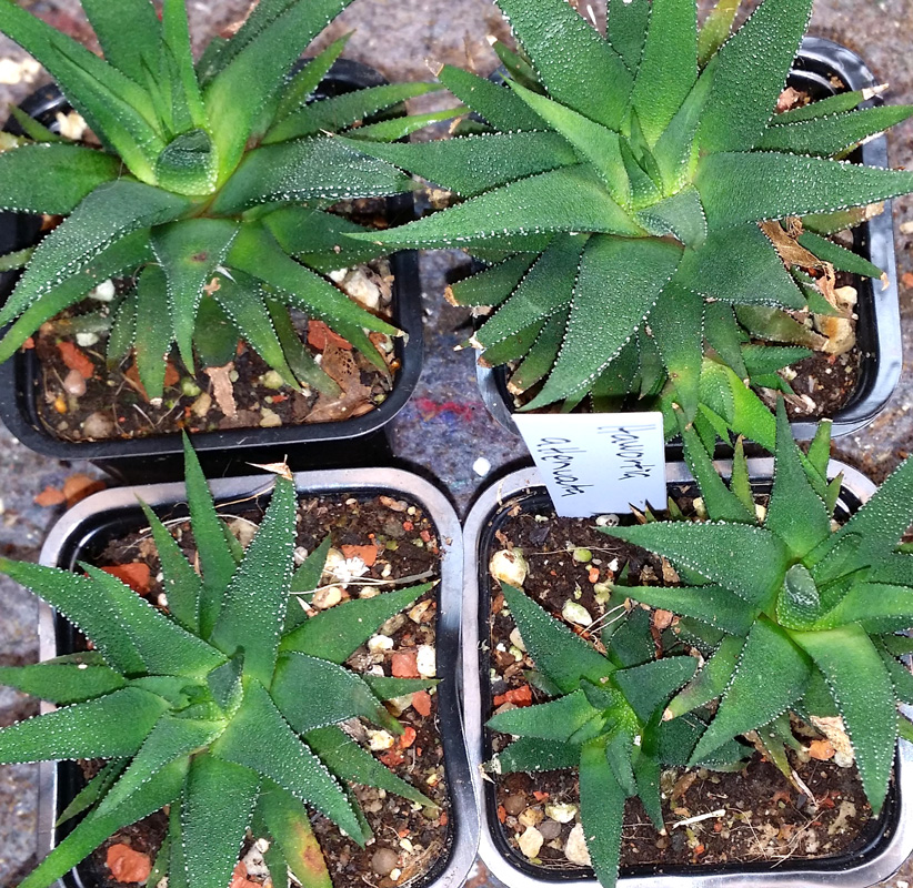 Haworthia attenuata - planta kp hos Plantanica webbutik