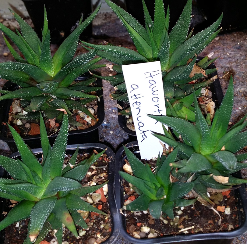 Haworthia attenuata - planta kp hos Plantanica webbutik