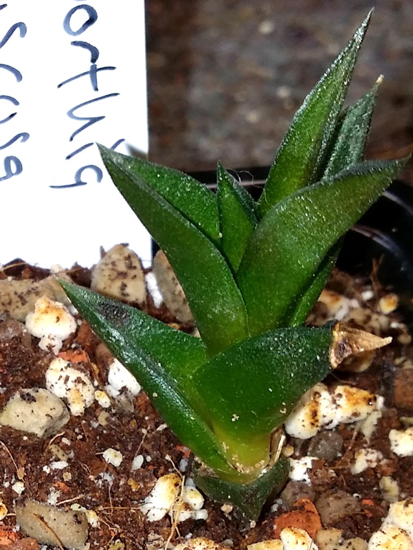 Haworthia viscosa - liten planta kp hos Plantanica webbutik