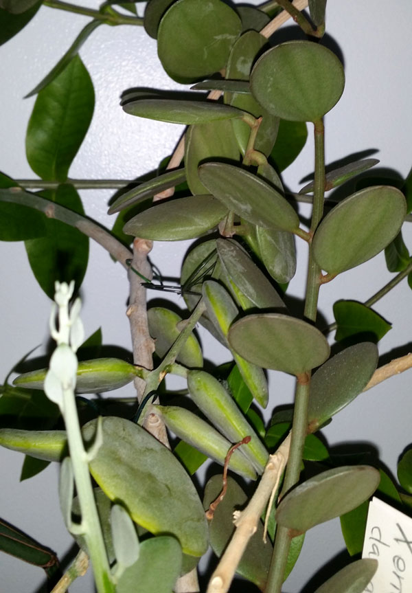 Xeriosicyos danguyi - orotad stickling kp hos Plantanica webbutik