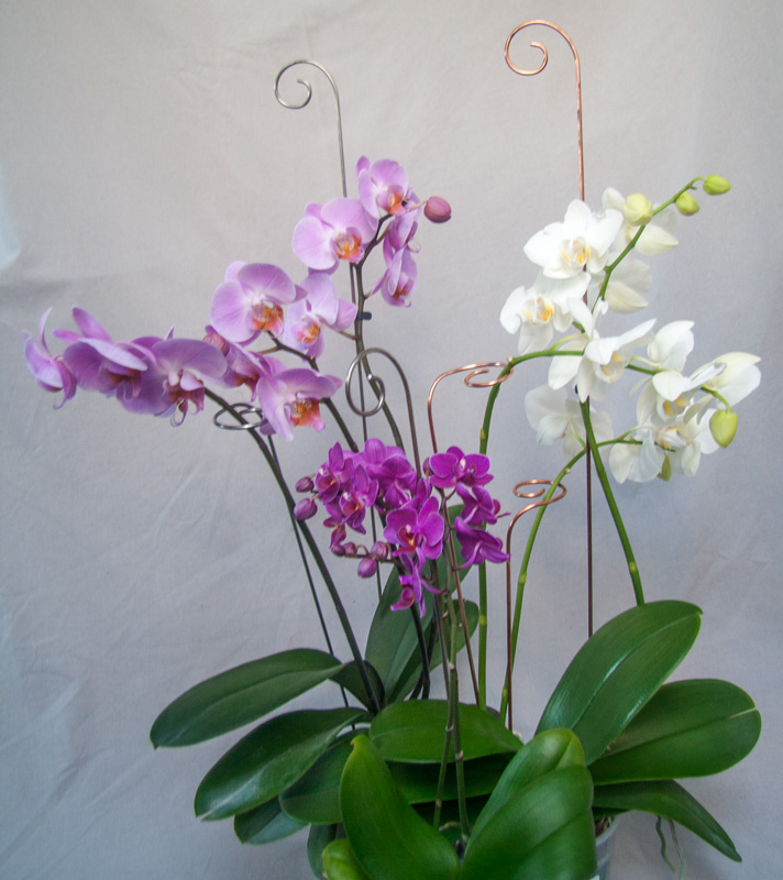 orkidestöd krukväxtstöd i metall plantanica