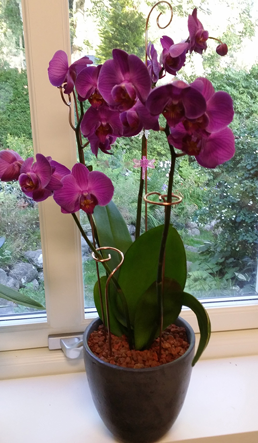 Orkidestöd set 4-pack rostfri köp hos Plantanica webbutik