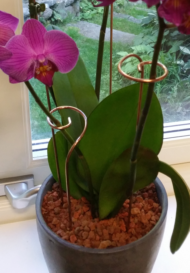 Orkidestöd no 3 kopparfärgad metall - 3 pack köp hos Plantanica webbutik