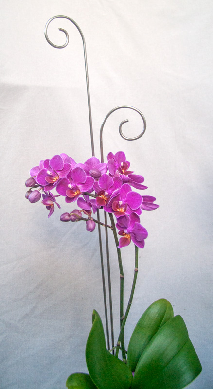 Spiry blompinne set 4-pack rostfri köp hos Plantanica webbutik