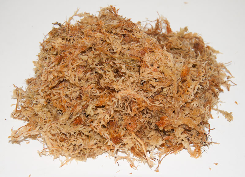 Sphagnum mossa - Vitmossa 100 grams block köp hos Plantanica